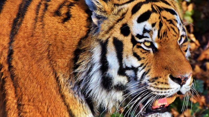 Tiger face Predator Wallpaper