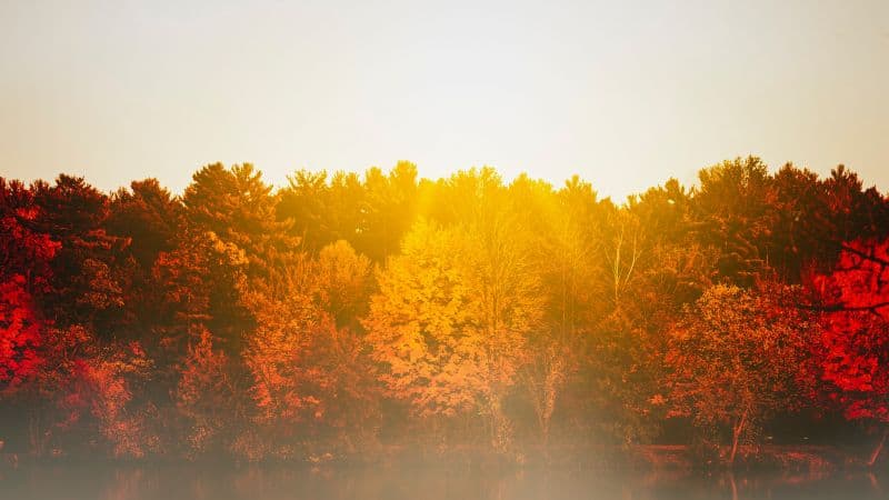 Autumn trees Body of Water Wallpaper