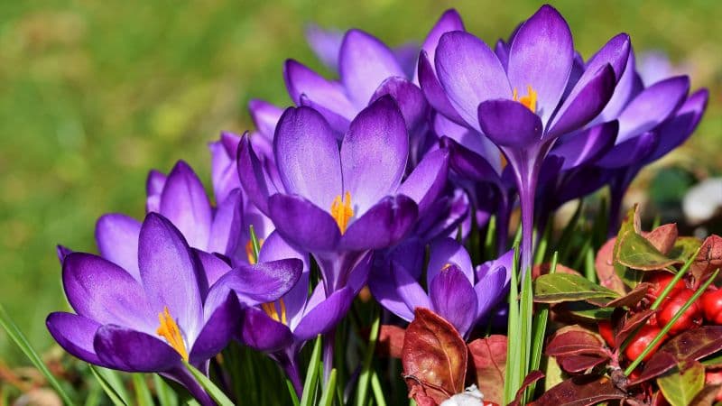 Crocus flowers Violet flowers Wallpaper