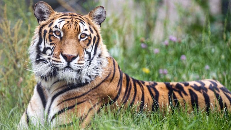 Bengal Tiger 5K Wallpaper