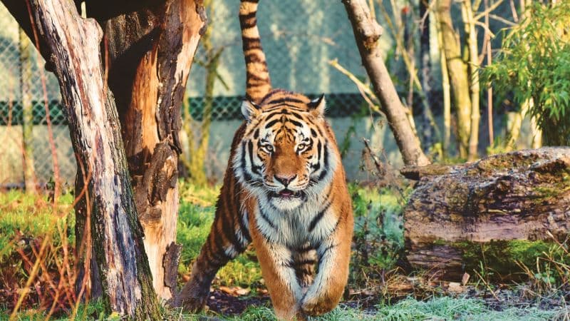 Siberian tiger Walking Wallpaper