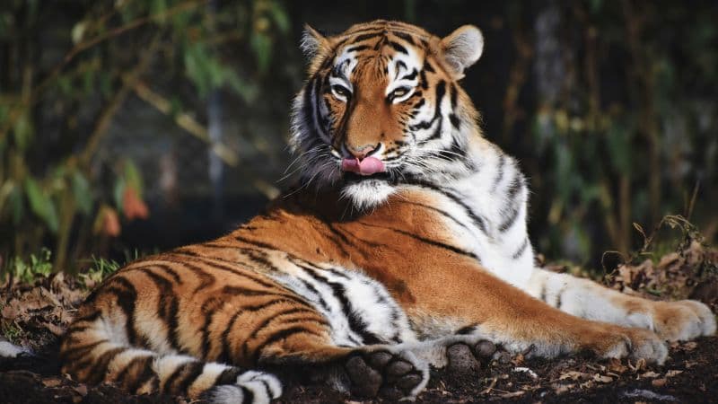 Siberian tiger Predator Wallpaper