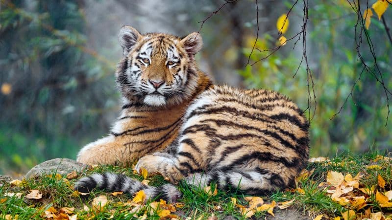 Young tigress Carnivore Wallpaper