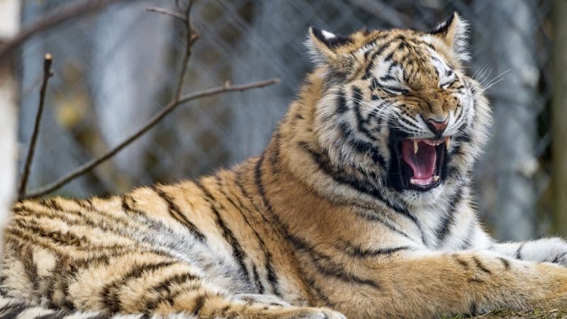 Young tigress Yawning Wallpaper