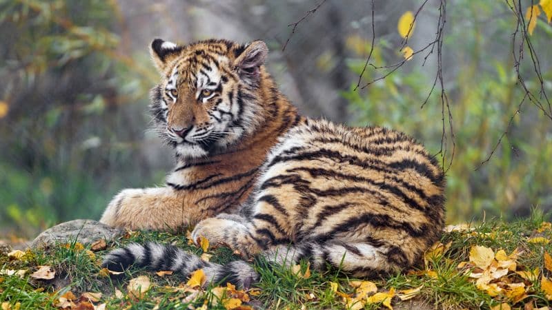 Young tigress Autumn leaves Wallpaper