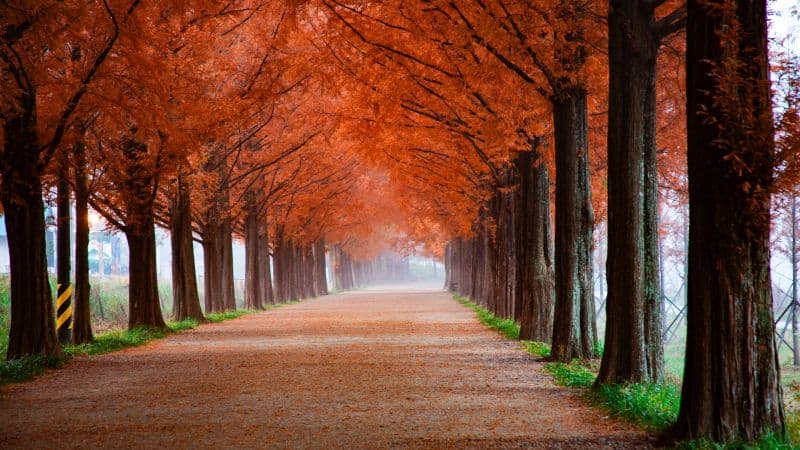 Autumn Morning Wallpaper