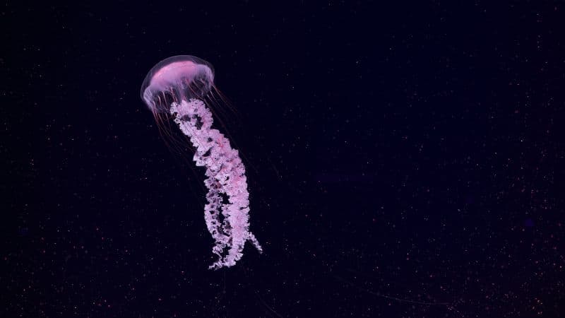 Jellyfish Dark background Wallpaper
