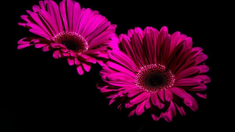 Gerbera Daisy Purple Flowers Wallpaper