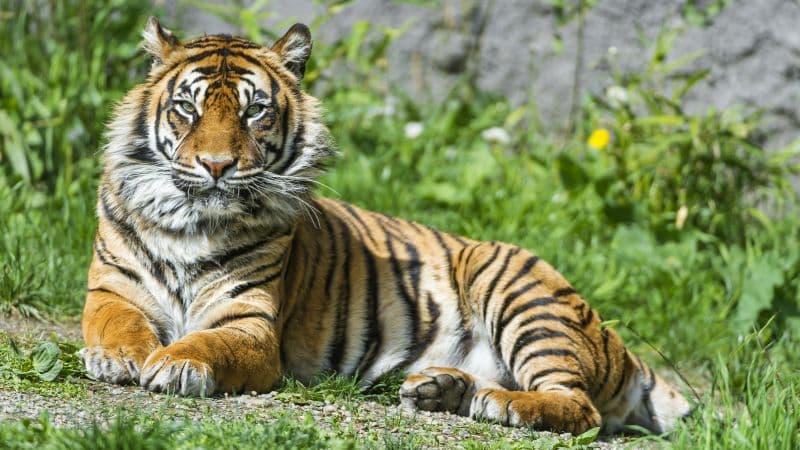 Sumatran tiger Big cat Wallpaper