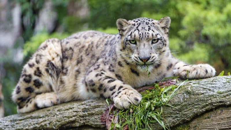 Snow leopard Wild Cat Wallpaper