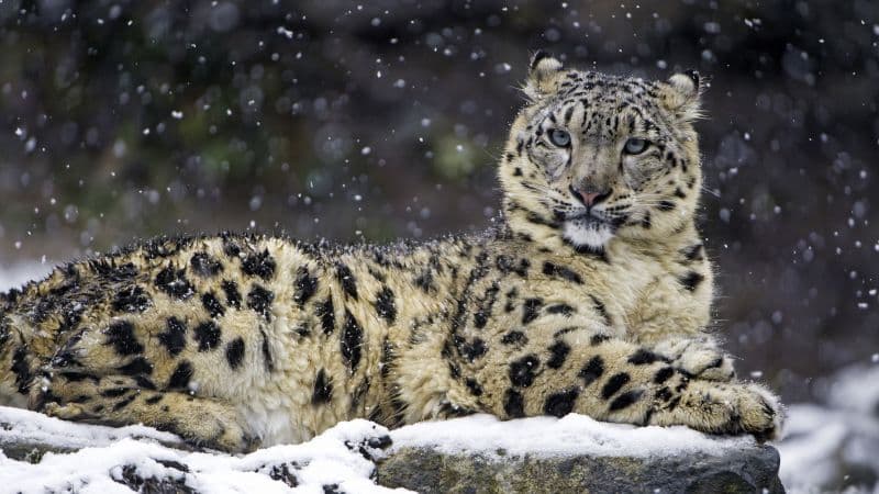 Snow leopard Winter Wallpaper