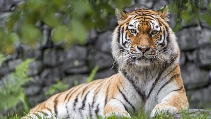 Siberian tiger Big cat Wallpaper
