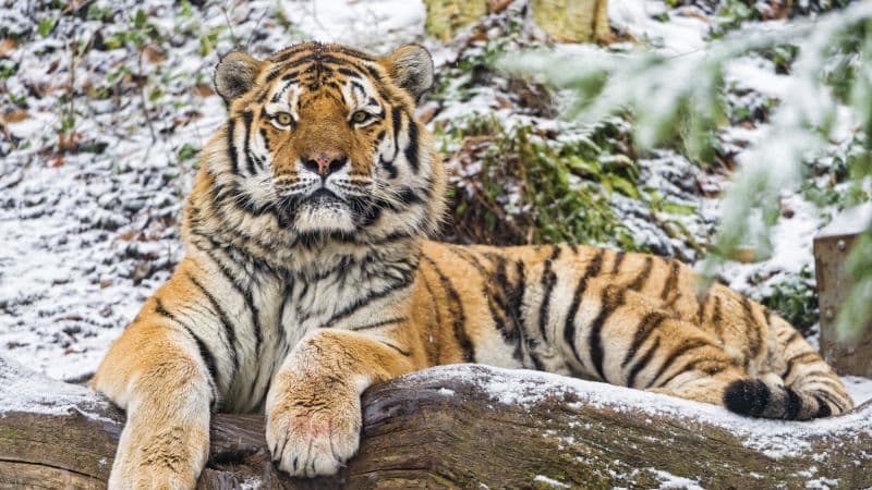 Siberian tiger Snow Wallpaper
