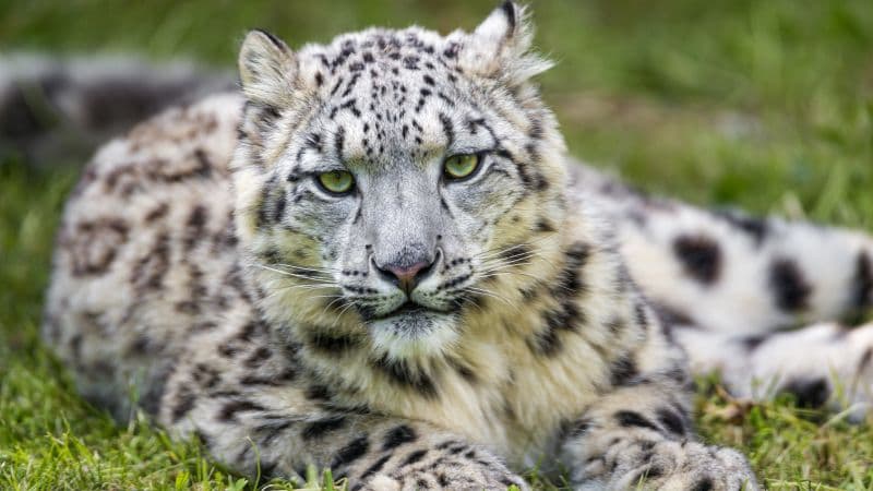 White Snow leopard Wallpaper