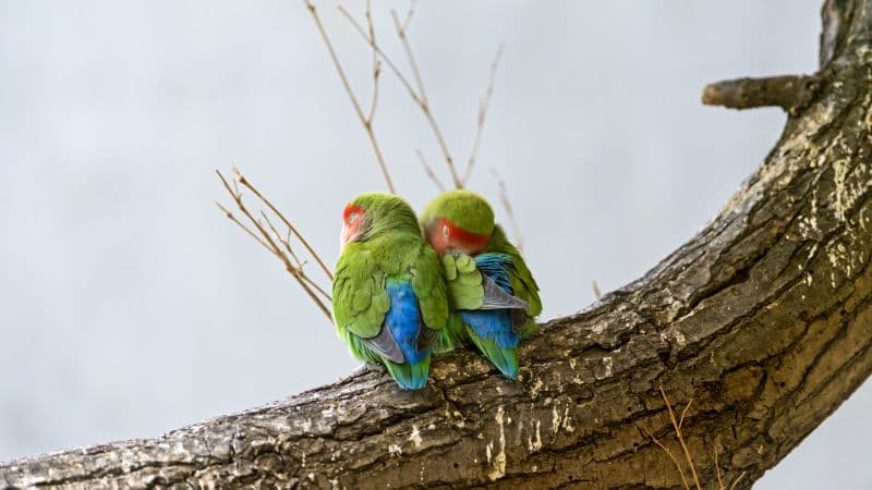 Rosy Faced Lovebirds Peach Faced Lovebirds Wallpaper