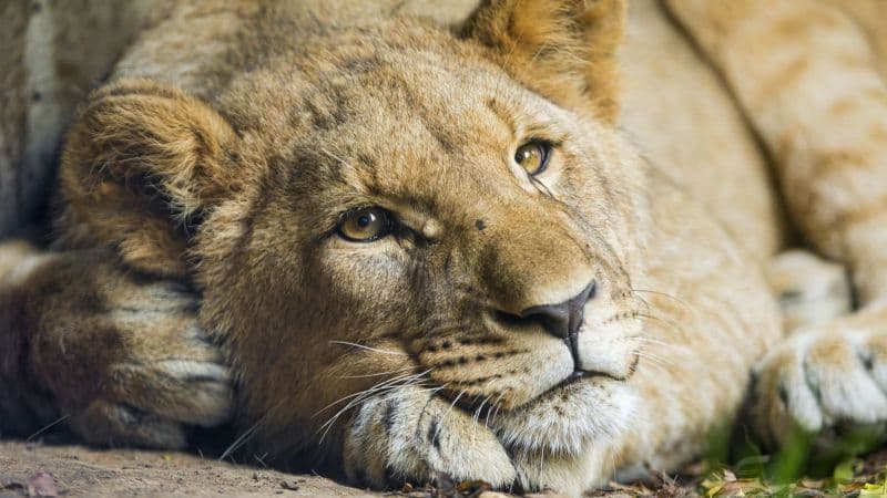 African Lion Cub Wallpaper