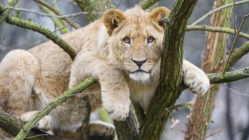 Young Lioness Cub Wallpaper