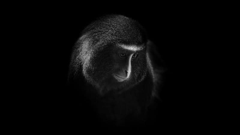 Hamlyn's monkey Owl-faced monkey Wallpaper