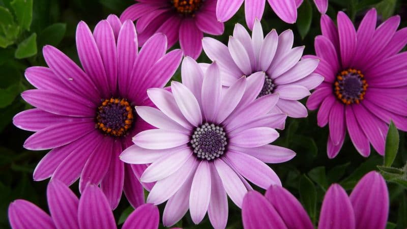 Daisy flowers Garden Wallpaper