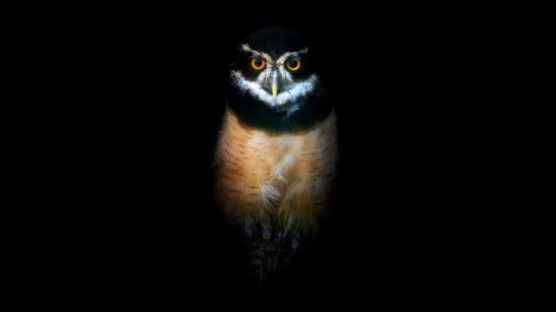 Owl Night Wallpaper