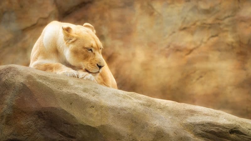 Lioness Paradise Wildlife Park Wallpaper