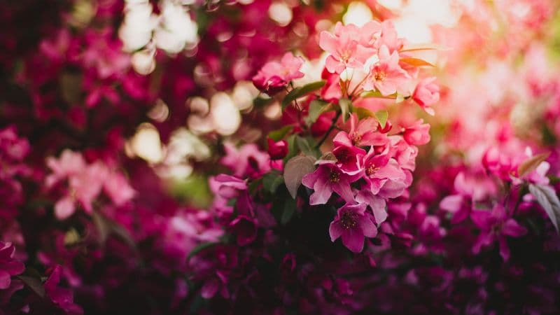 Pink flowers Purple Wallpaper