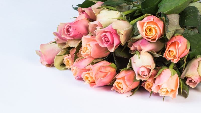 Pink Roses Green leaves Wallpaper