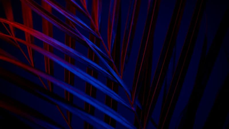 Plant Dark background Wallpaper