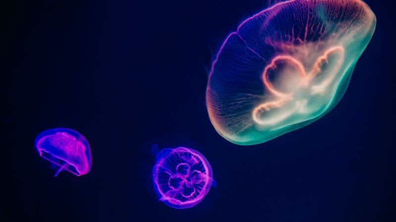 Jellyfishes Purple Wallpaper