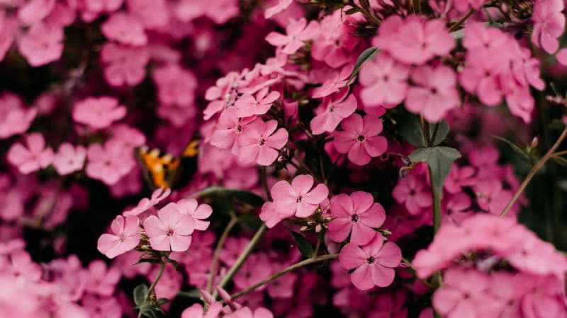 Pink flowers Bokeh Wallpaper