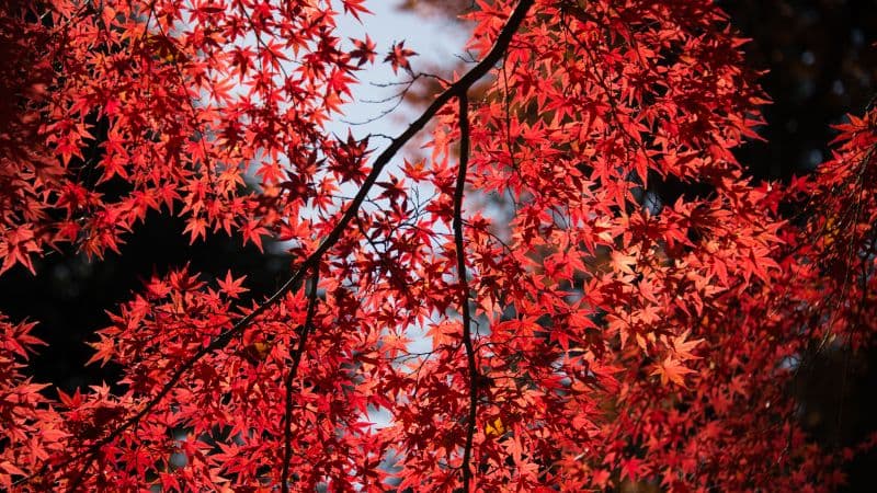 Maple tree Red leaves Wallpaper