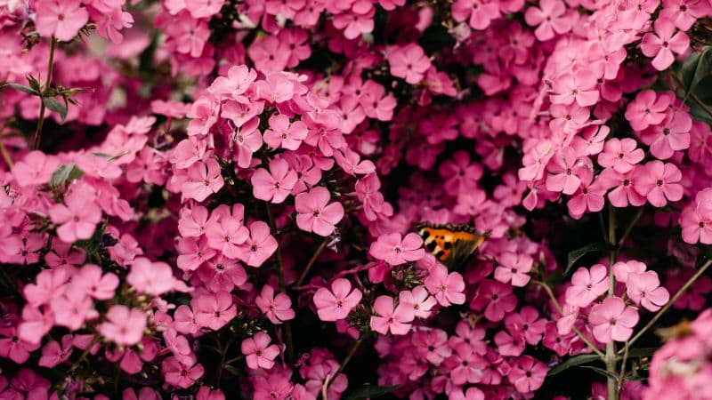 Pink flowers Closeup Wallpaper