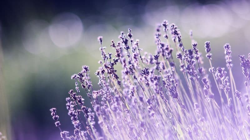 Lavender flowers Bokeh Wallpaper