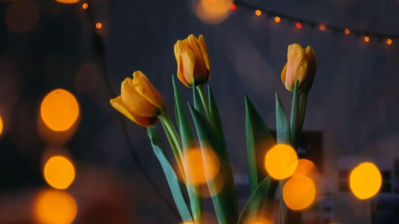 Yellow tulips Bokeh Wallpaper