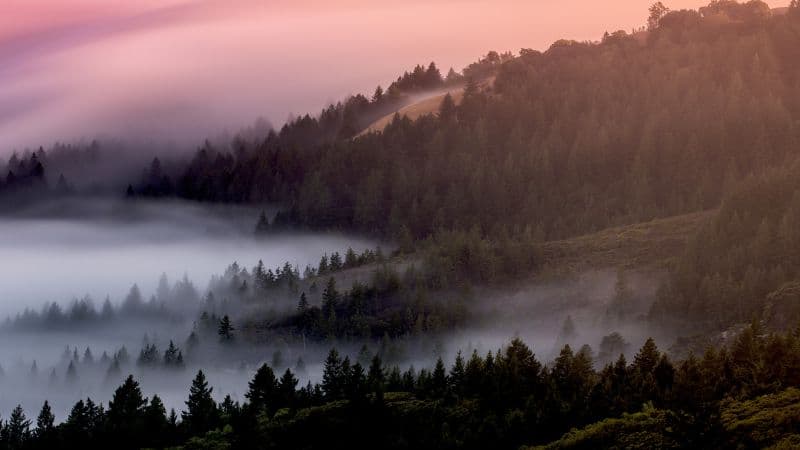 Forest Foggy Wallpaper