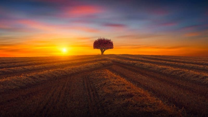 Lone tree Agriculture Wallpaper
