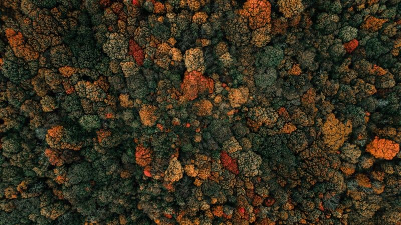 Autumn trees Drone photo Wallpaper