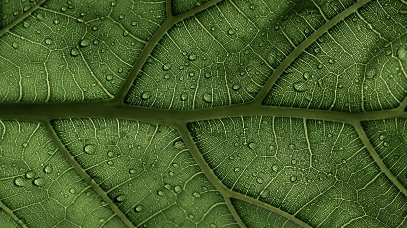 Green leaf Veins Wallpaper