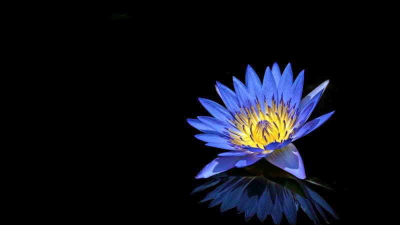 Water Lily Blue flower Wallpaper