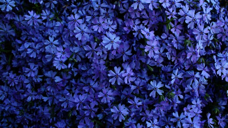 Blue flowers 5K Wallpaper