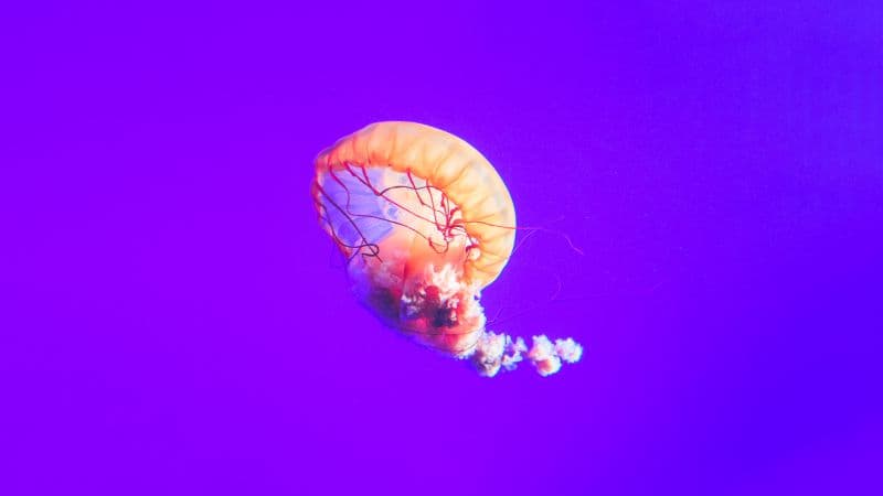Jellyfish Purple background Wallpaper