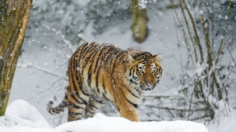 Siberian tiger Snowfall Wallpaper