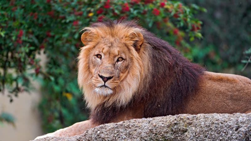 Lion Wild animal Wallpaper