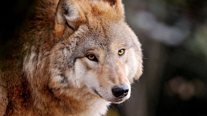 Wolf Wild animal Wallpaper
