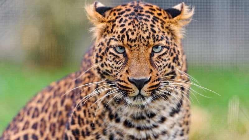 Leopard Closeup Wallpaper