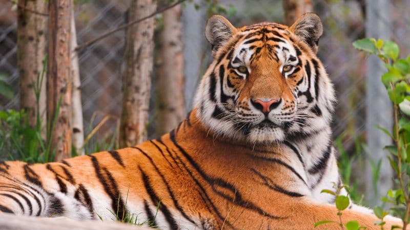 Staring Siberian tiger Wallpaper