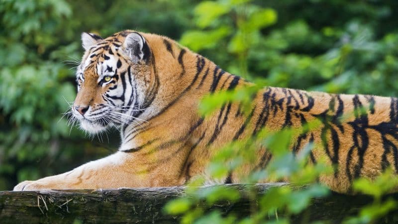 Siberian tiger Amur tiger Wallpaper
