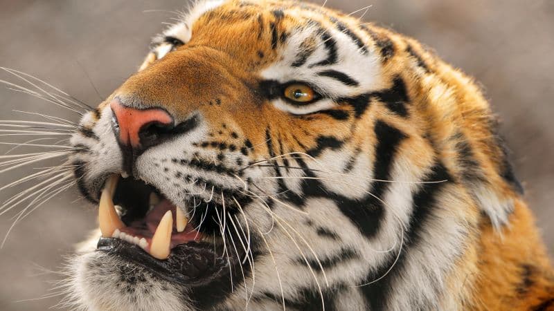 Amur tiger Siberian tiger Wallpaper