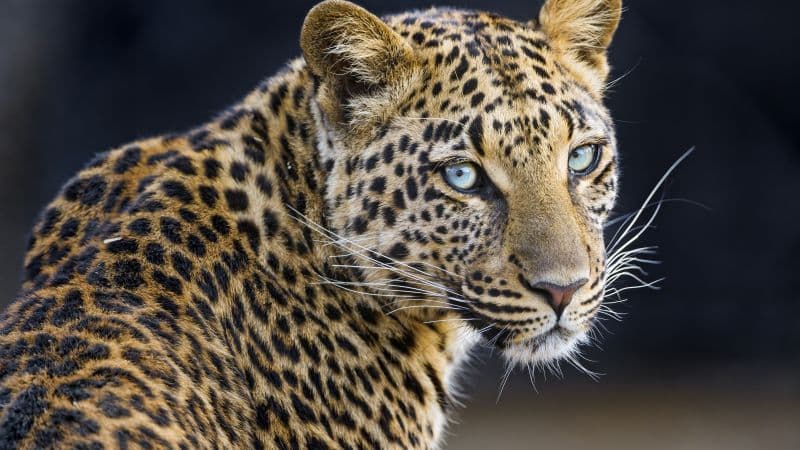 Leopardess Jaguar Wallpaper