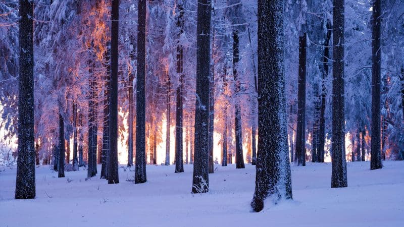 Forest Winter Wallpaper